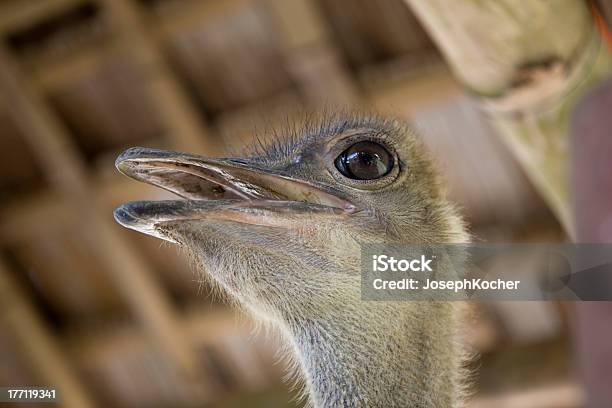 Ostrich In Shelter Stock Photo - Download Image Now - Animal Body Part,  Animal Head, Animal Neck - iStock