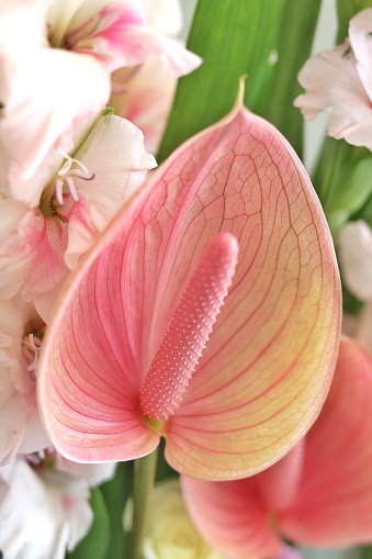 A zoomed in picture featuring an anthurium.