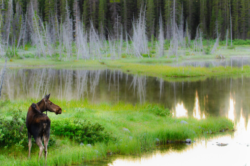 Wild Moose feeding by a lakeshore at sunrise Kananaskis Country Alberta Canada