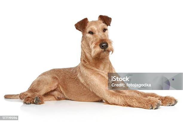 Terrier Irlandés Estar Recostado Sobre Un Fondo Blanco Foto de stock y más banco de imágenes de Terrier irlandés