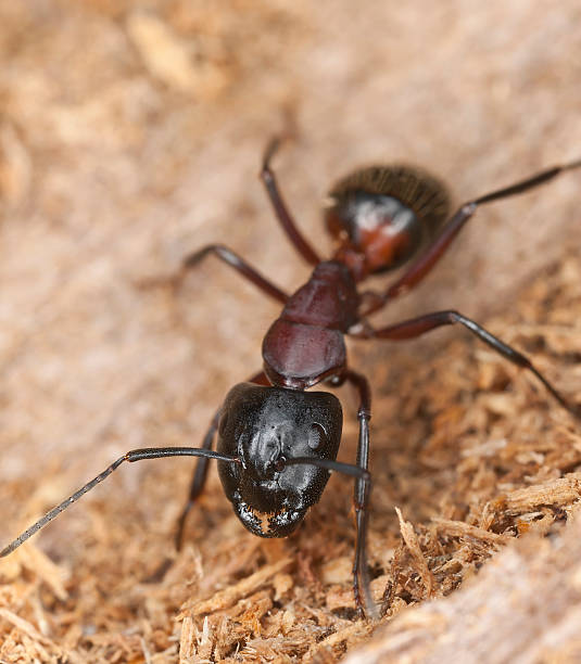 istock Macro photo of a Carpenter ant 177119909