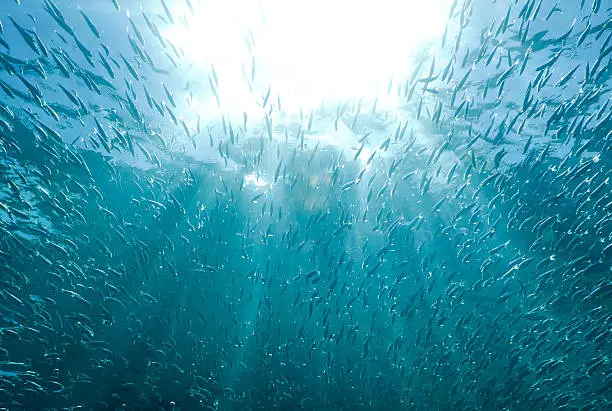 Sun rays shining through a large school of fish. Take in the Sea of Cortez near Cabo San Lucas, Mexico