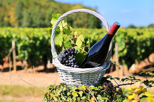 istock A bottle of red wine in a basket with grapes 177120060