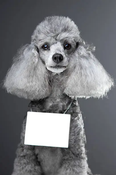 Photo of Gray poodle dog with tablet for your text