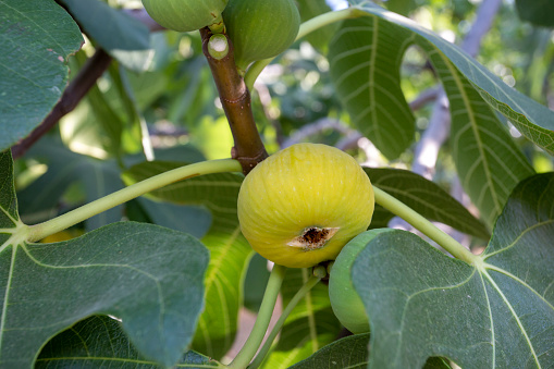Fresh organic fig fruit tree
