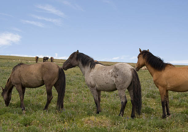 Mustangs in the Pryor Mountain Wild Horse Range stock photo