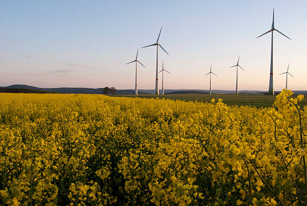 Wind power plant Spring landscape with wind turbines behind canola field carbon neutrality photos stock pictures, royalty-free photos & images