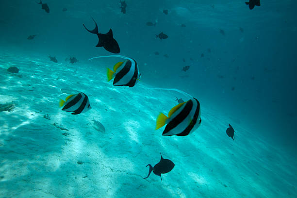 istock Moorish idol fishes 177121304