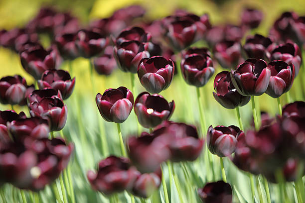 Black tulip stock photo