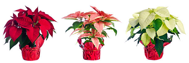 tres ollas de flor de nochebuena aislado en blanco - poinsettia flower potted plant plant fotografías e imágenes de stock