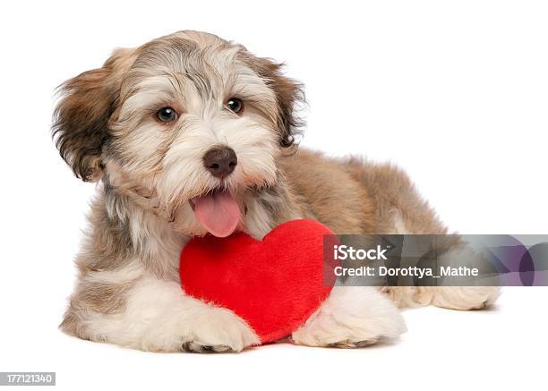 연인 발렌타인 초콜릿 허배너스 강아지 갈색에 대한 스톡 사진 및 기타 이미지 - 갈색, 강아지-어린 동물, 개