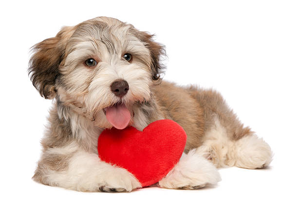 istock Lover Valentine chocolate Havanese puppy 177121340