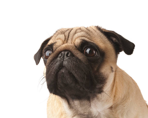 istock Close-up of Pug 177121488