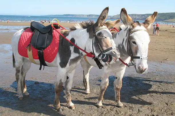 Two Donkeys on the beach.  One of the Donkeys is braying.