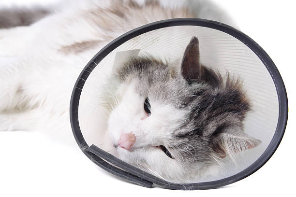 istock Cat wearing a protective "Elizabethan" collar 177121872