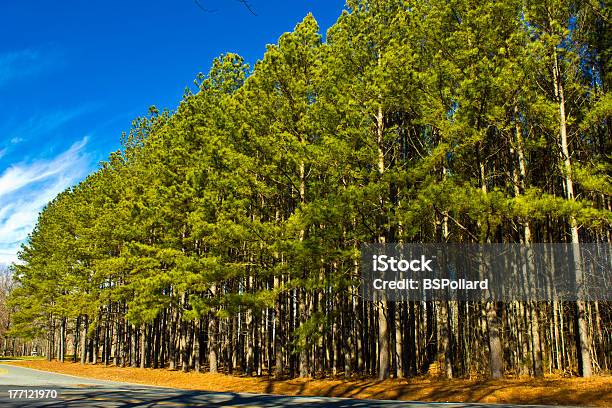 Trees On The Roadside Stock Photo - Download Image Now - Pine Tree, North Carolina - US State, Forest