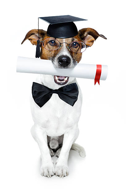 abschluss hund mit diplom - dog graduation hat school stock-fotos und bilder