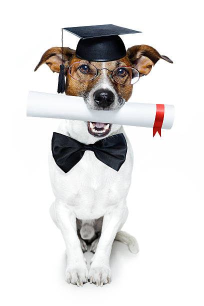 diplôme et diplôme chien - dog graduation hat school photos et images de collection