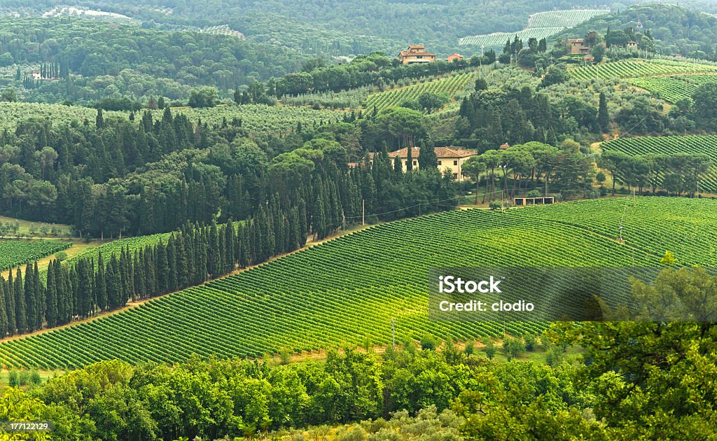 Vigneto del Chianti (Toscana - Foto stock royalty-free di Agricoltura