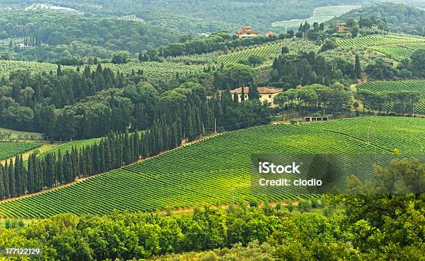 Vigneto Del Chianti Toscana - Fotografie stock e altre immagini di Agricoltura - Agricoltura, Albero, Ambientazione esterna