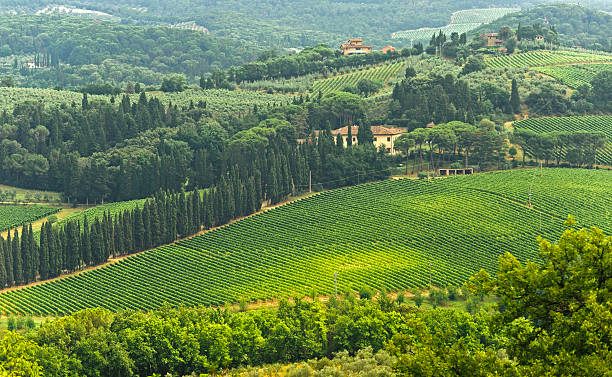 istock VIneyards of Chianti (Tuscany) 177122129