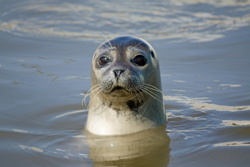 Curious seal in the sea