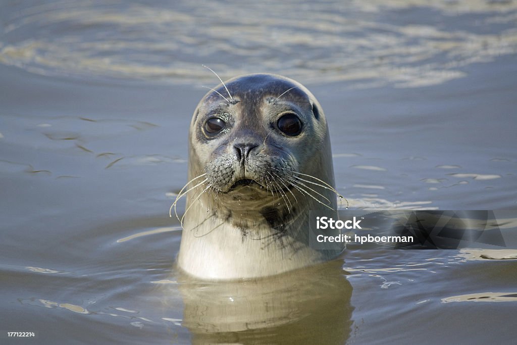 Seal Curious seal in the sea Seal - Animal Stock Photo