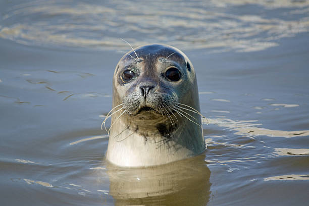 Seal Curious seal in the sea mammal stock pictures, royalty-free photos & images