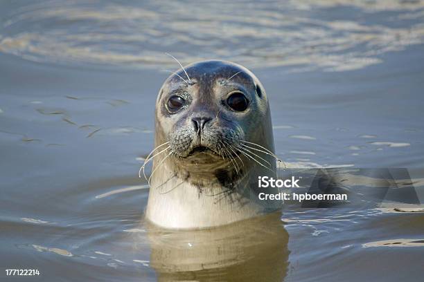 Seal Stock Photo - Download Image Now - Seal - Animal, Animal, Texel