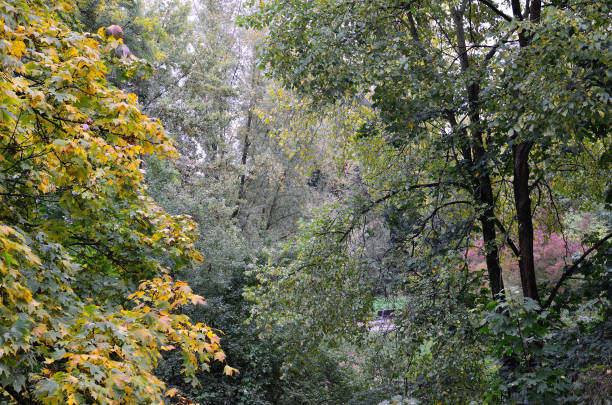 Autumnal Landscape, autumnal colours of the Foliage of deciduous trees stock photo