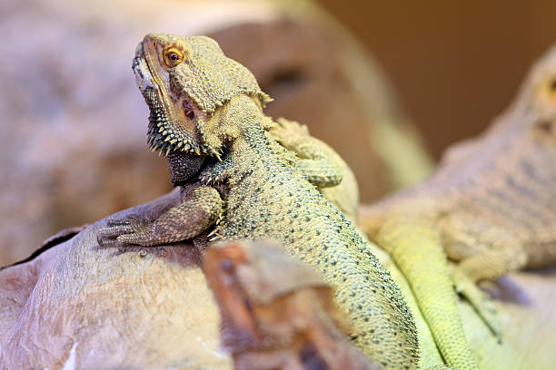 Malaysia Iguana stock photo