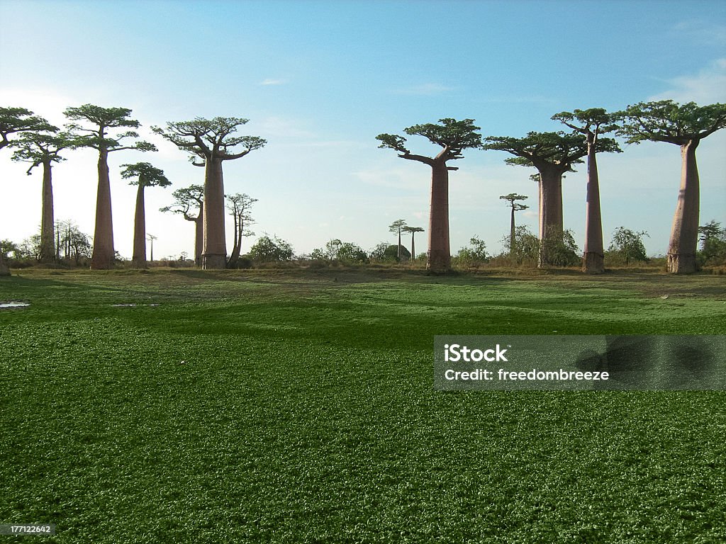 Campo Verde e árvores de baobab - Royalty-free Baobá Foto de stock