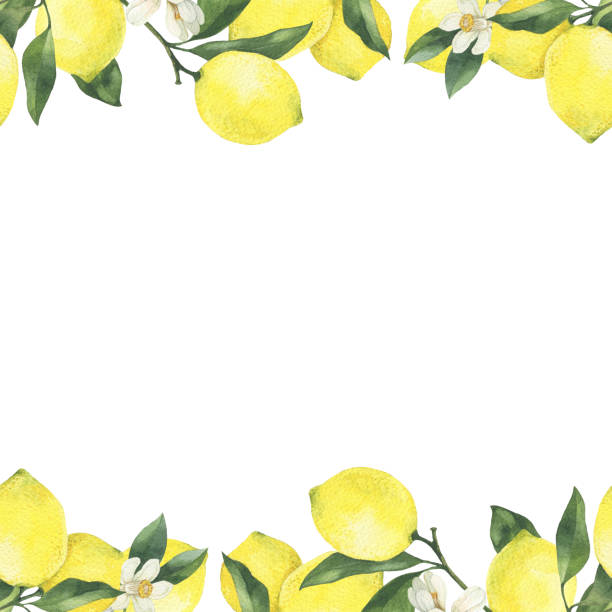 istock Watercolor lemon hand drawn illustration. Fresh lemons and leaves design for packaging, menu, invitation. 1771228718