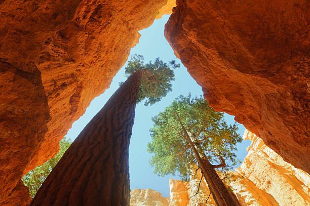 istock douglas-fir trees in Wall Street gorge 177122892