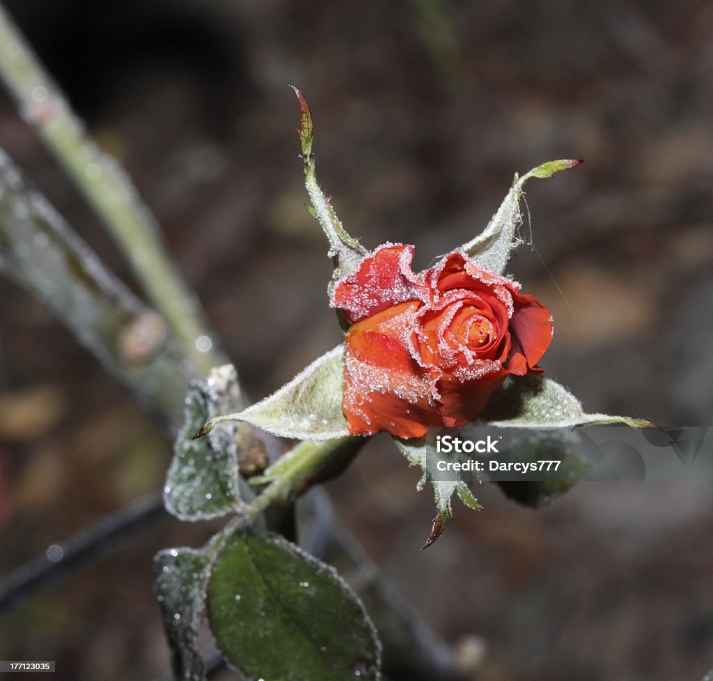 Mattiertes Rote Rose - Lizenzfrei Bildschärfe Stock-Foto