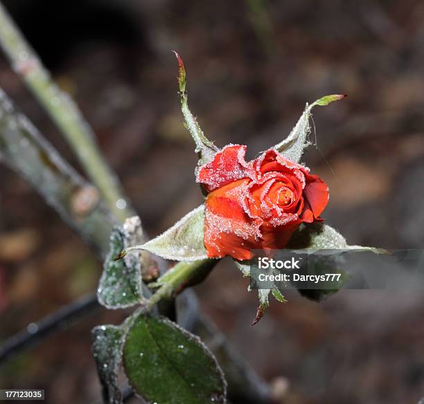 Mattiertes Rote Rose Stockfoto und mehr Bilder von Bildschärfe - Bildschärfe, Blatt - Pflanzenbestandteile, Blume