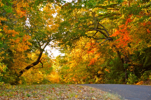Country road with overhanging trees in the Fall.  Leave are changing and the colors of Fall are blazing.