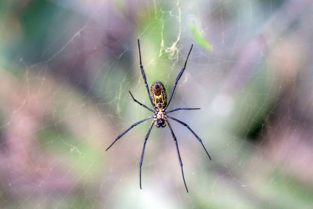 istock Hairy golden orb weaver, Trichonephila fenestrata 1771230700