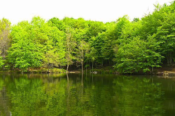 istock Green forest reflection on water. A lake in Catalonia (Spain) 177123257