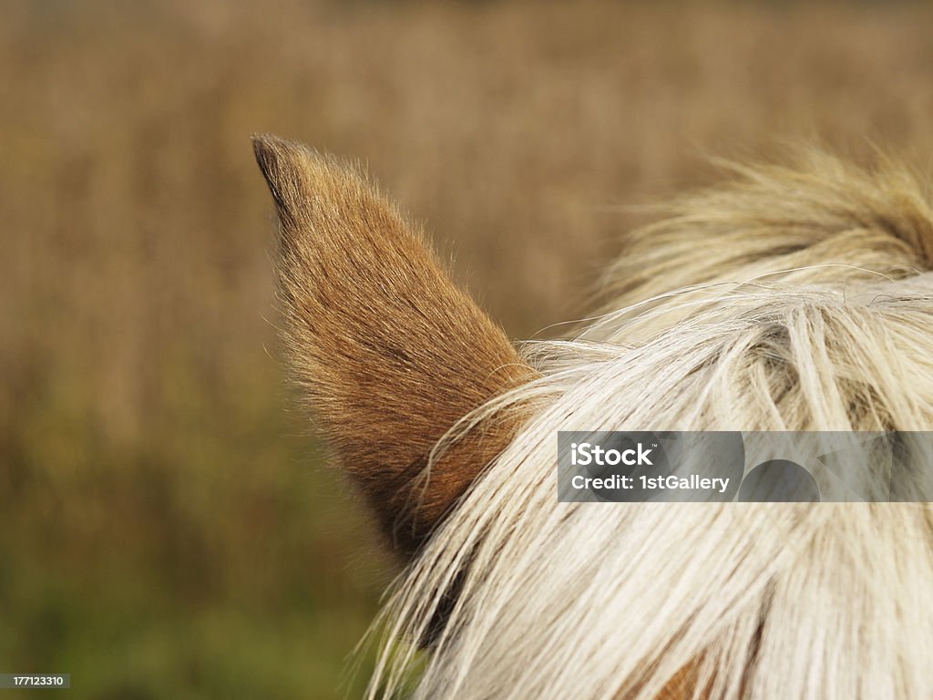 horse detail, ear and part of head "horse detail (33), ear and part of head, front view" Horse Stock Photo