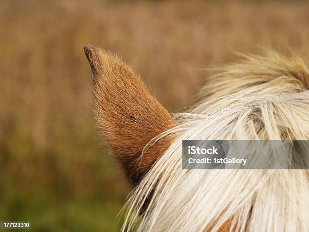 Horse Detail Ear And Part Of Head Stock Photo - Download Image Now - Horse, Macrophotography, Animal Body Part