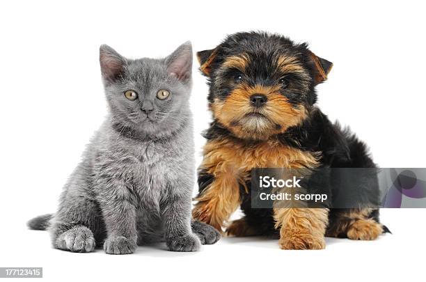 Foto de Seus Amigos e mais fotos de stock de Americano de Pelo Curto - Americano de Pelo Curto, Animal, Animal de estimação