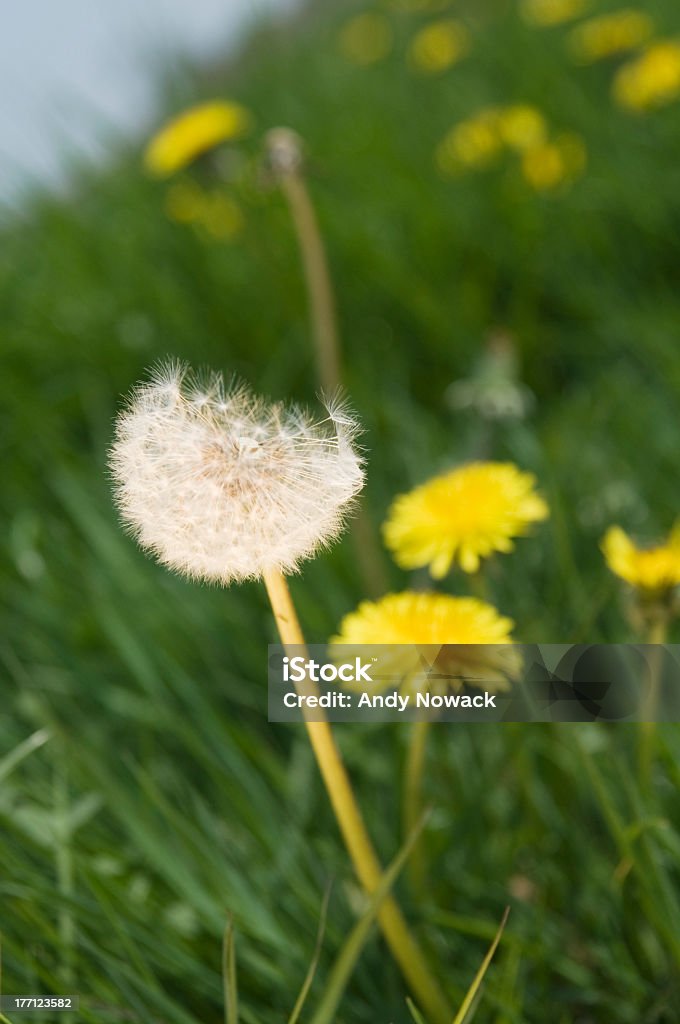 Vesse-de-loup Cichorioideae et fleurs - Photo de Botanique libre de droits