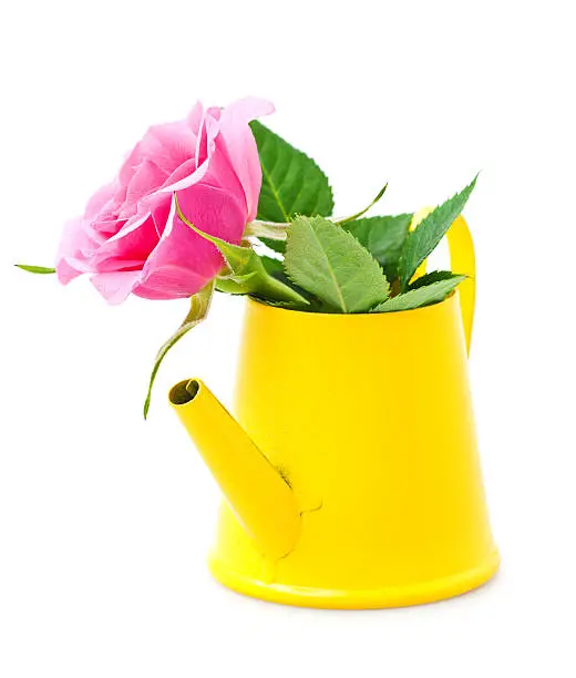 Pink rose in a yellow water-pot on a white background