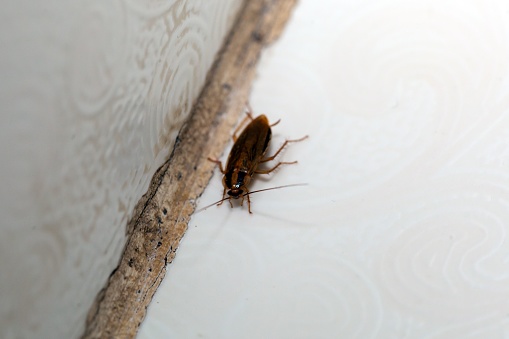 German cockroach, Blattella germanica, in the corner of a bathroom.