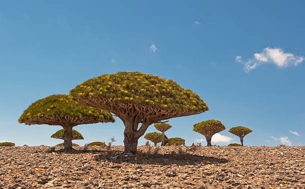 kuvapankkikuvat ja rojaltivapaat kuvat aiheesta lohikäärmepuut dixamin tasangolla, socotra island, jemen - socotra dragon tree