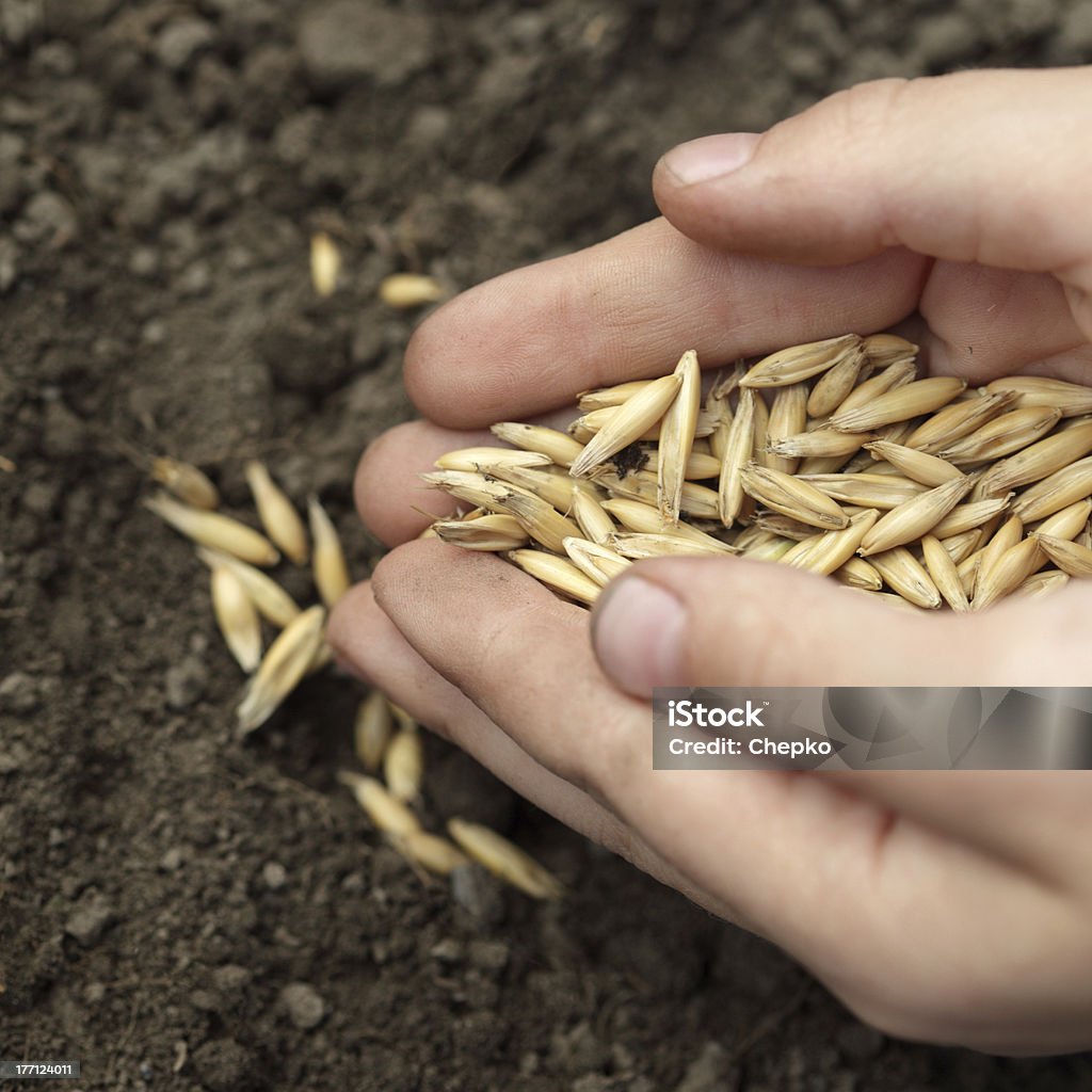 sowing oats Agriculture Stock Photo