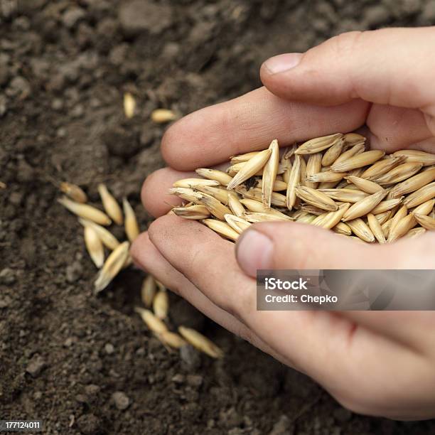 Sowing Oats Stock Photo - Download Image Now - Agriculture, Cereal Plant, Crop - Plant
