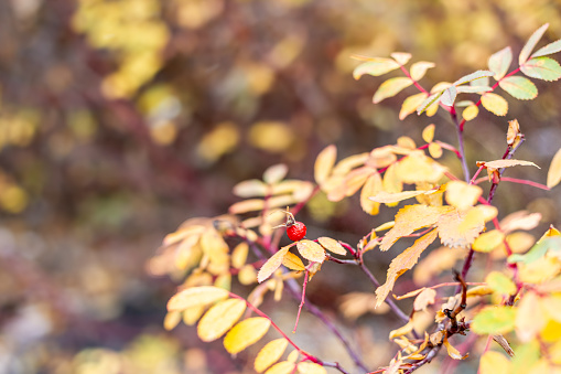 Wild Rose plant in autumn, leaves yellow, stems red and one red rosehip berry.  Plant of Alberta