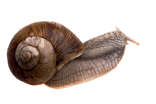 creeping snail stock photo